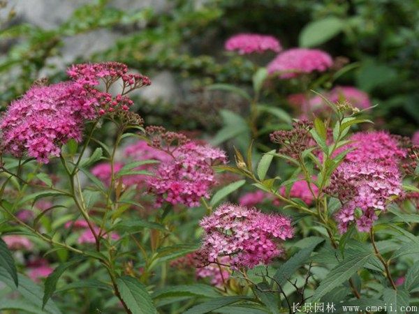繡線(xiàn)菊圖片基地實(shí)拍
