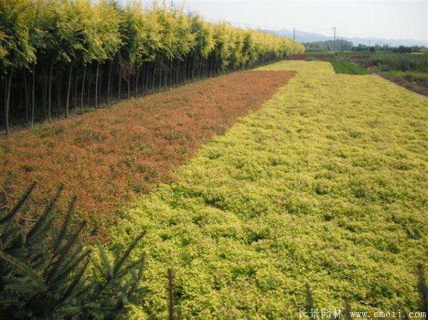 繡線(xiàn)菊圖片基地實(shí)拍