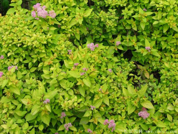 繡線(xiàn)菊圖片基地實(shí)拍