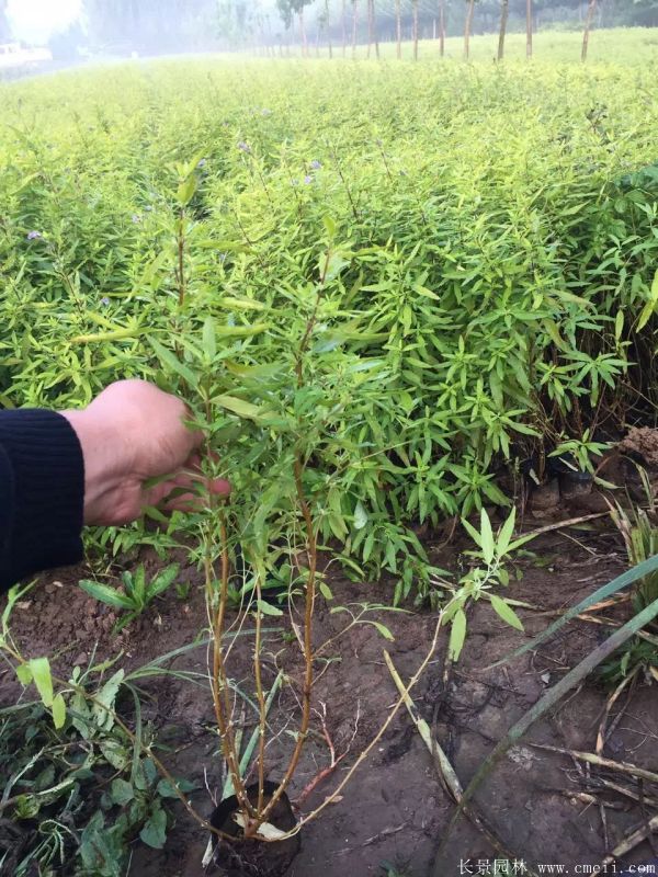 繡線(xiàn)菊圖片基地實(shí)拍