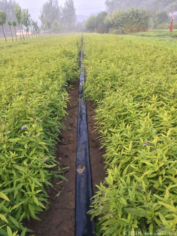 繡線(xiàn)菊圖片基地實(shí)拍