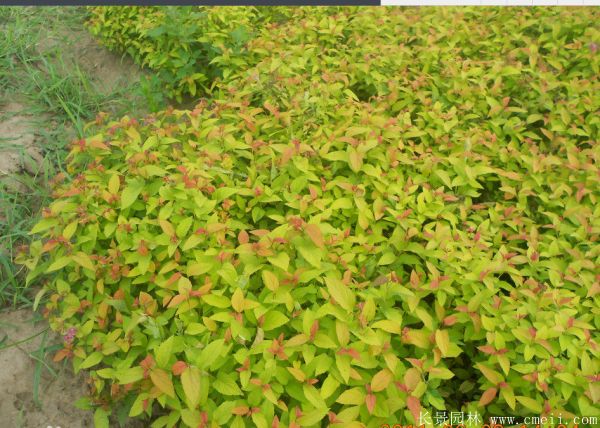 繡線(xiàn)菊圖片基地實(shí)拍
