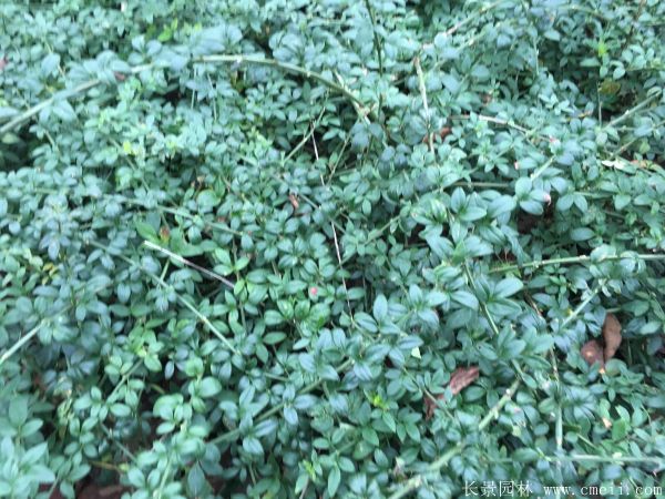 迎春花圖片基地實(shí)拍 迎春花圖片基地實(shí)拍