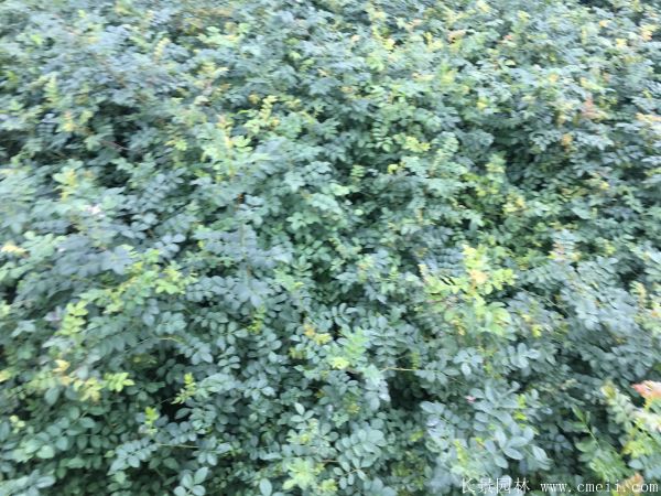 迎春花圖片基地實(shí)拍 迎春花圖片基地實(shí)拍