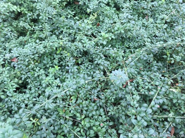 迎春花圖片基地實(shí)拍 迎春花圖片基地實(shí)拍