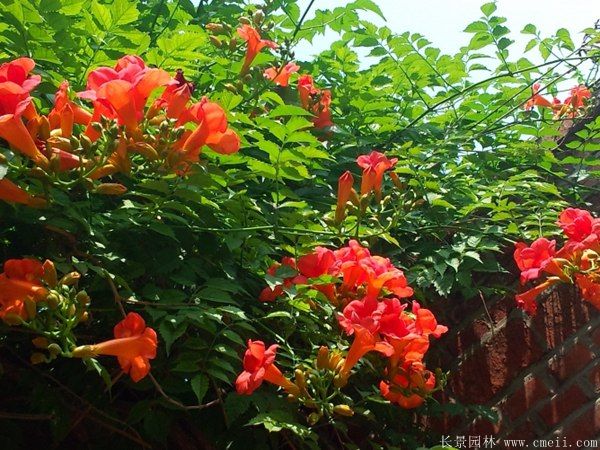 凌霄花圖片基地實(shí)拍 凌霄花圖片基地實(shí)拍