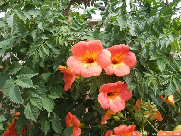 凌霄花圖片基地實(shí)拍 凌霄花圖片基地實(shí)拍