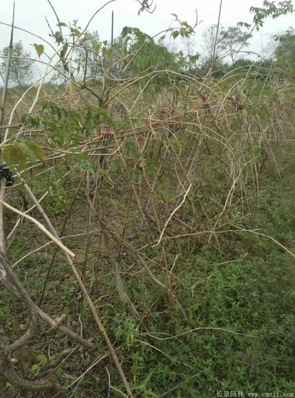 凌霄花苗圖片基地實(shí)拍 凌霄花苗圖片基地實(shí)拍