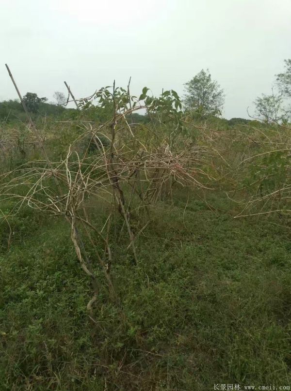 凌霄花苗圖片基地實(shí)拍 凌霄花苗圖片基地實(shí)拍