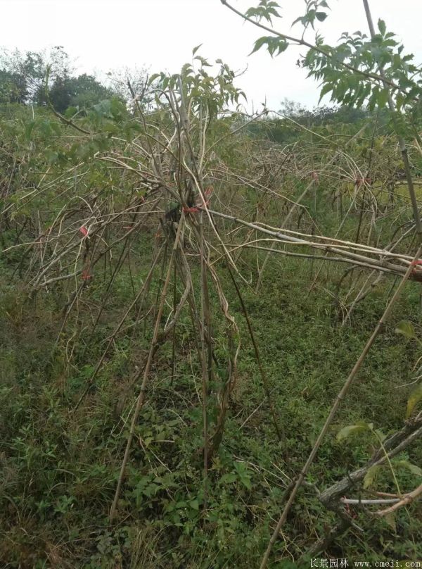 凌霄花苗圖片基地實(shí)拍 凌霄花苗圖片基地實(shí)拍