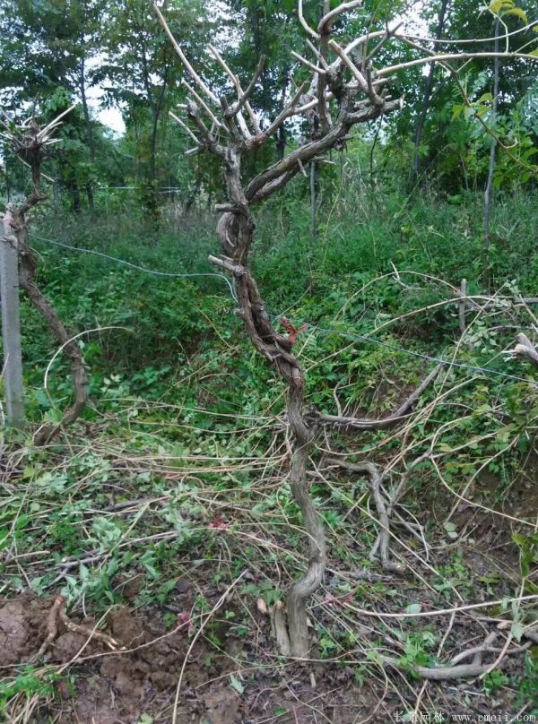 凌霄花苗圖片基地實(shí)拍 凌霄花苗圖片基地實(shí)拍