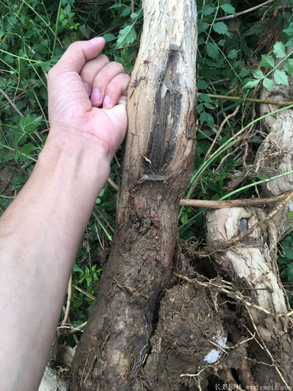 凌霄花苗圖片基地實(shí)拍 凌霄花苗圖片基地實(shí)拍