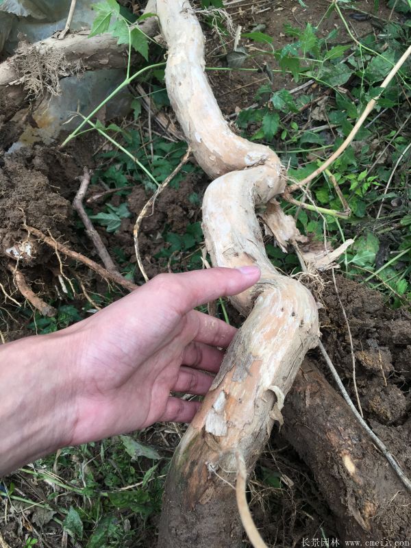 凌霄花苗圖片基地實(shí)拍 凌霄花苗圖片基地實(shí)拍