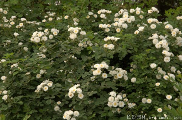 薔薇苗圖片基地實(shí)拍 薔薇苗圖片基地實(shí)拍