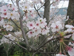 2017年批發(fā)櫻花最熱門(mén)產(chǎn)地在哪？