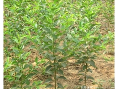 咨詢(xún)櫻花樹(shù)苗價(jià)格，先來(lái)比較大的櫻花種植區考