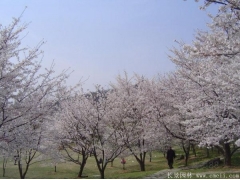 櫻花樹(shù)苗8_10公分價(jià)格近日來(lái)有所上漲，入手要快