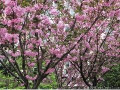 櫻花樹(shù)苗多少錢(qián)一棵，來(lái)長(cháng)景園林看看