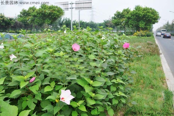 大花秋葵種子發(fā)芽出苗開(kāi)花圖片