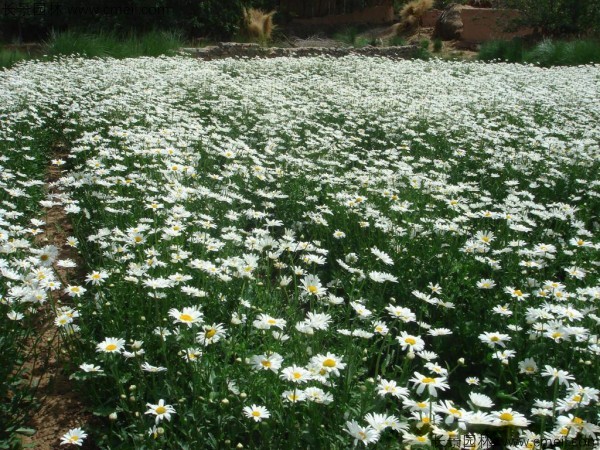 大濱菊種子發(fā)芽出苗開(kāi)花圖片