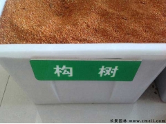 構樹(shù)種子
