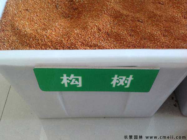 構樹(shù)種子圖片