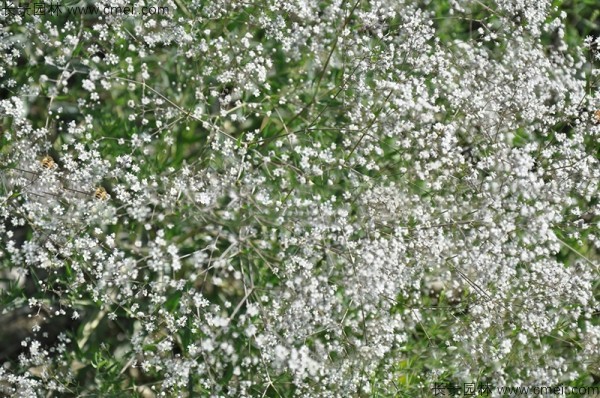 滿(mǎn)天星植物開(kāi)花圖片