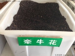 牽?；ǚN子