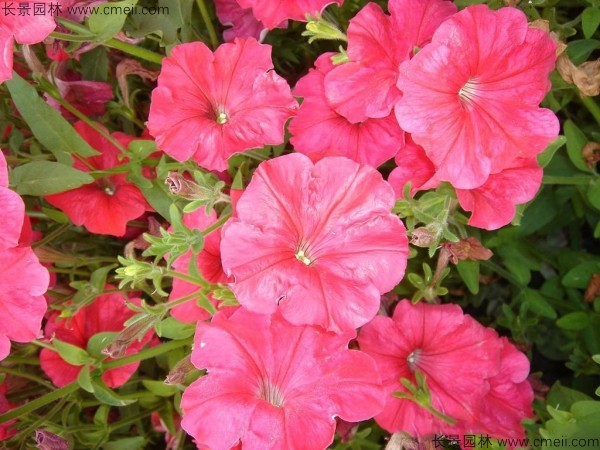 牽?；ǚN子發(fā)芽出苗開(kāi)花圖片