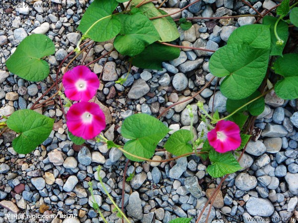 牽?；ǚN子發(fā)芽出苗開(kāi)花圖片