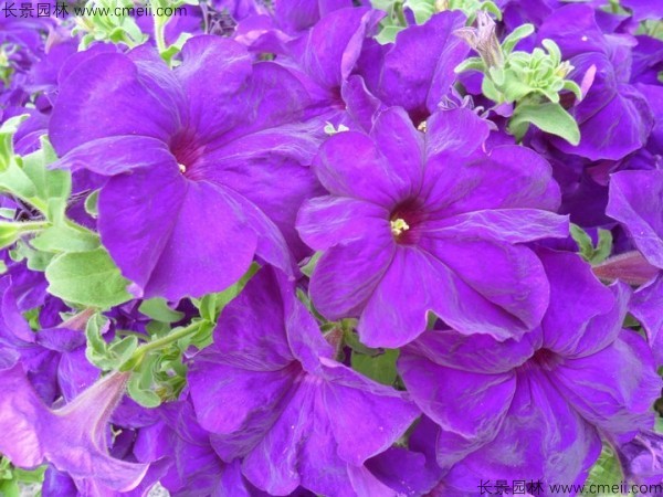 牽?；ǚN子發(fā)芽出苗開(kāi)花圖片