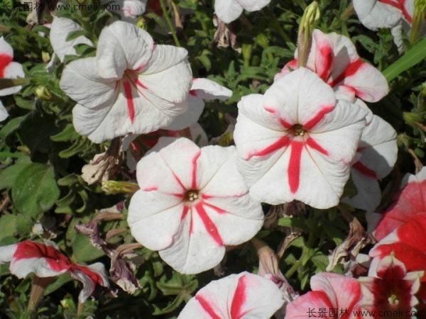 牽?；ǚN子發(fā)芽出苗開(kāi)花圖片