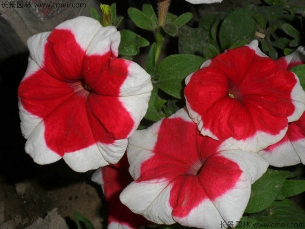 牽?；ǚN子發(fā)芽出苗開(kāi)花圖片