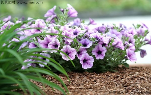 牽?；ǚN子發(fā)芽出苗開(kāi)花圖片