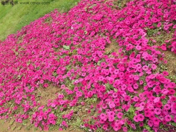 牽?；ǚN子發(fā)芽出苗開(kāi)花圖片