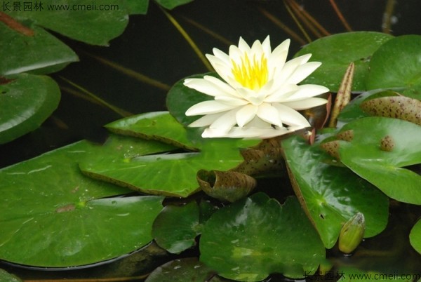 碗蓮開(kāi)花圖片