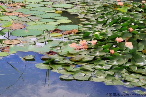 碗蓮開(kāi)花圖片