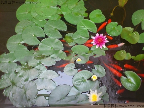 碗蓮開(kāi)花圖片