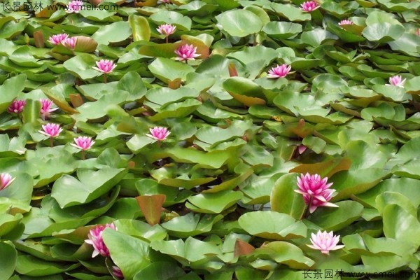 碗蓮開(kāi)花圖片