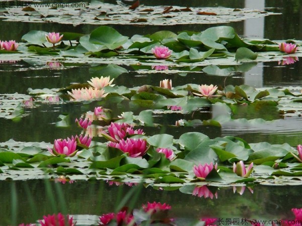 碗蓮開(kāi)花圖片