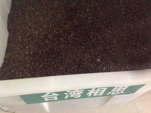 臺灣相思樹(shù)種子圖片