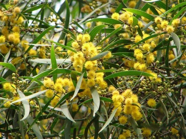 臺灣相思樹(shù)開(kāi)花圖片