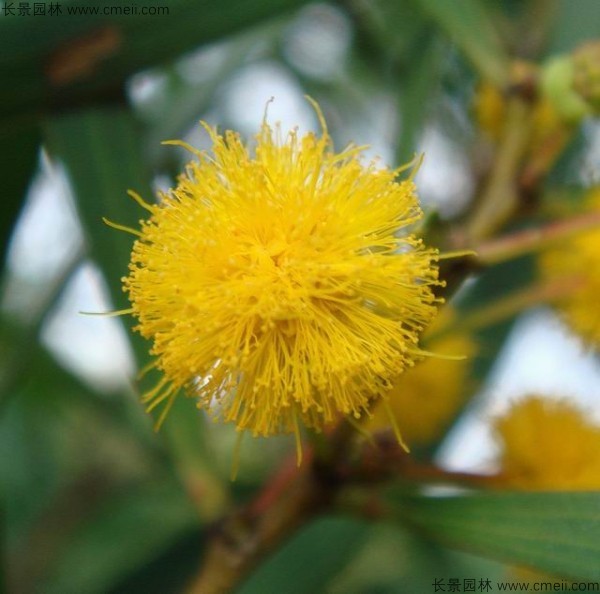 臺灣相思樹(shù)開(kāi)花圖片
