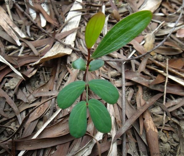 臺灣相思樹(shù)種子發(fā)芽出苗圖片