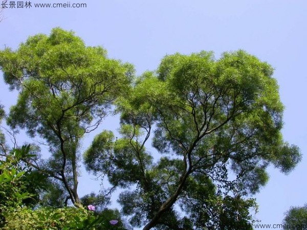 臺灣相思樹(shù)開(kāi)花圖片