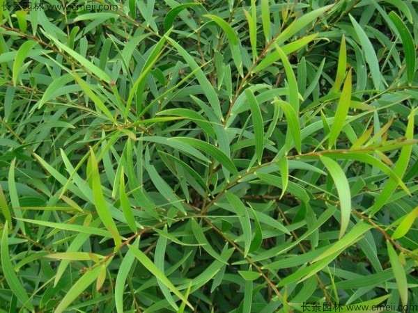臺灣相思樹(shù)種子發(fā)芽出苗圖片