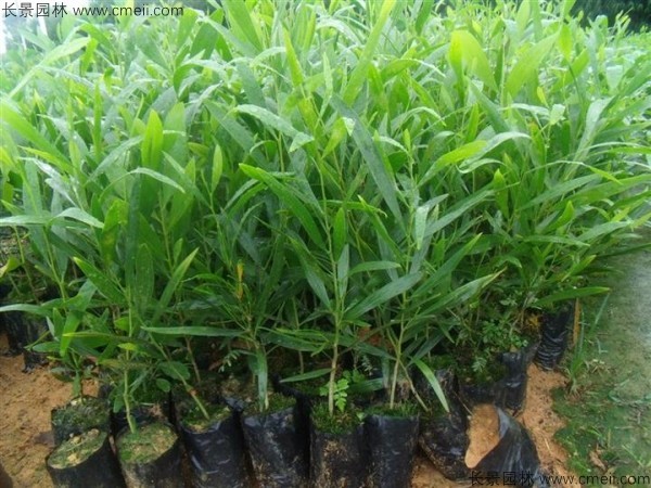 臺灣相思樹(shù)種子發(fā)芽出苗圖片
