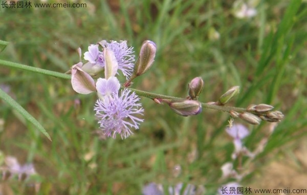 遠志種子發(fā)芽出苗開(kāi)花圖片