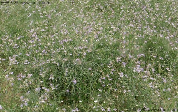 遠志種子發(fā)芽出苗開(kāi)花圖片