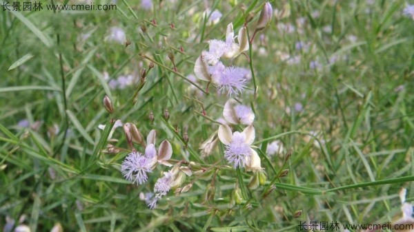 遠志種子發(fā)芽出苗開(kāi)花圖片